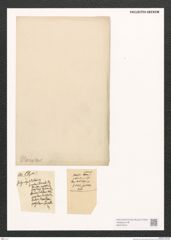 Diatomeae indet. Zeichnungen Sammlung Grunow (NHMW-BOT-W0373444)